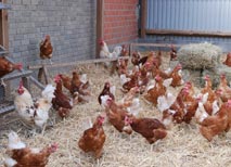 Auf Biohof Ehlers werden Bio-Hühner artgerecht unter natürlichen Lebensbedingungen gehalten Bio-Hühner im Wintergarten von Biohof-Ehlers, Nindorf