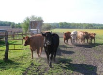 Auf Biohof Ehlers leben Bio-Rinder artgerecht in der Herde und laufen auf saftigen Weiden Bio-Rinder von Biohof Ehlers, Nindorf auf der Weide