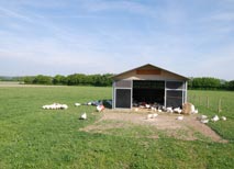 Bio-Geflügel wie hier die Bio-Gänse leben auf Biohof Ehlers artgerecht mit viel Freilauf in der Weidehütte Geflügel in Weidehüttenhaltung