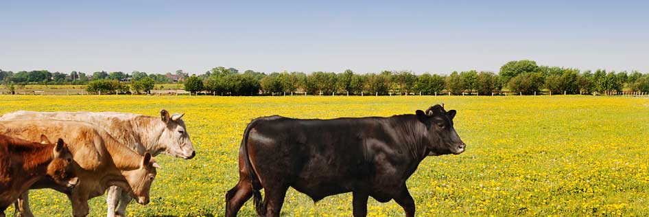 Limousin-Rinder von Biohof Ehlers auf saftiger Sommerwiese