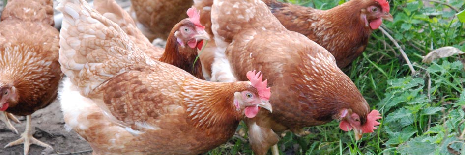 Bio-Hühner von Biohof Ehlers auf Naturwiese